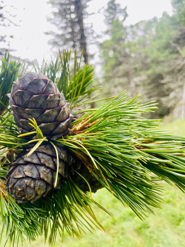 Die Zirbe: Königin der Alpen und warum sie so besonders ist