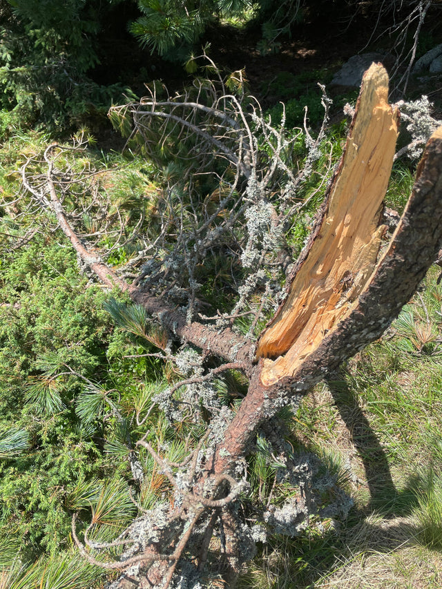 Wie wird Zirbenschnaps hergestellt? Von der Ernte bis in die Flasche
