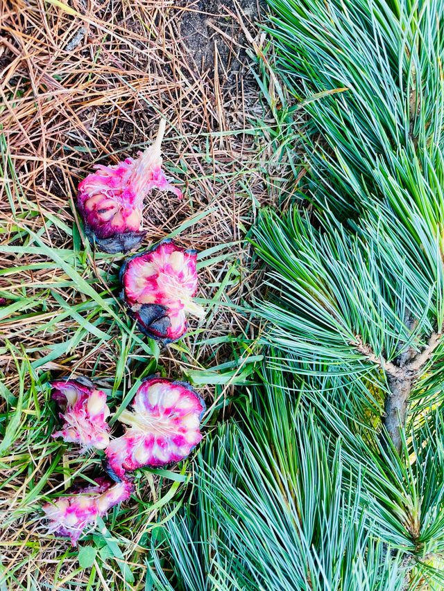 Vom Zirbitzkogel ins Glas: Die Heimat von ZIRM